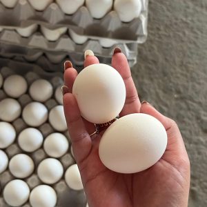 fresh eggs