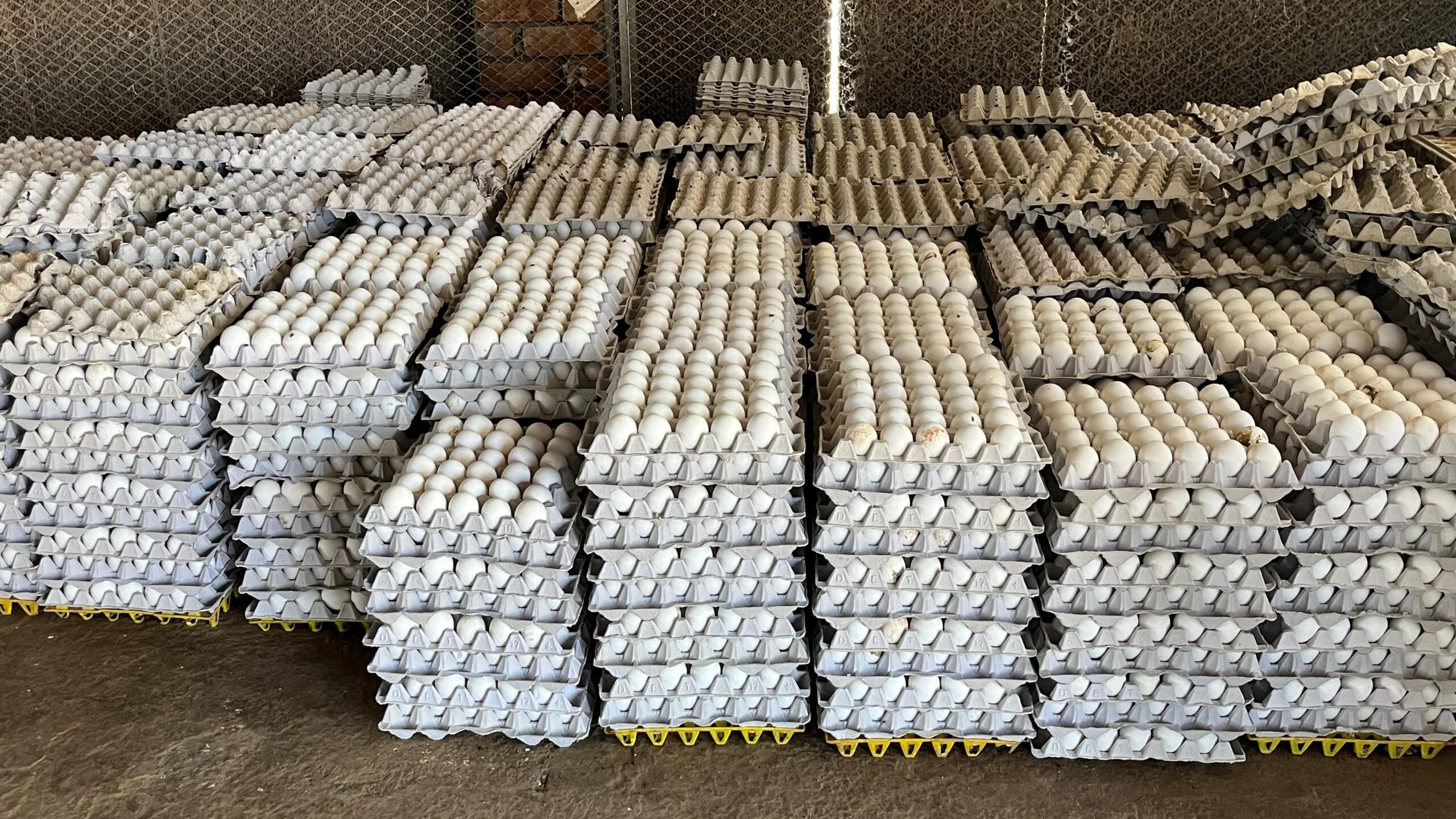 fresh eggs - Image 3