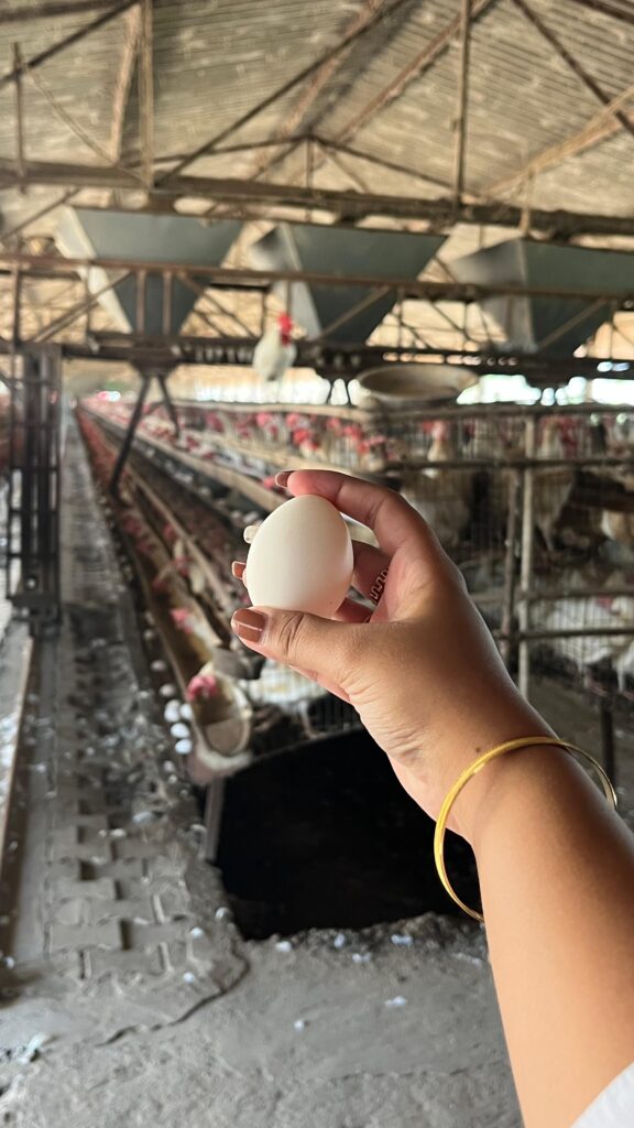 Best Poultry Farm in Haryana