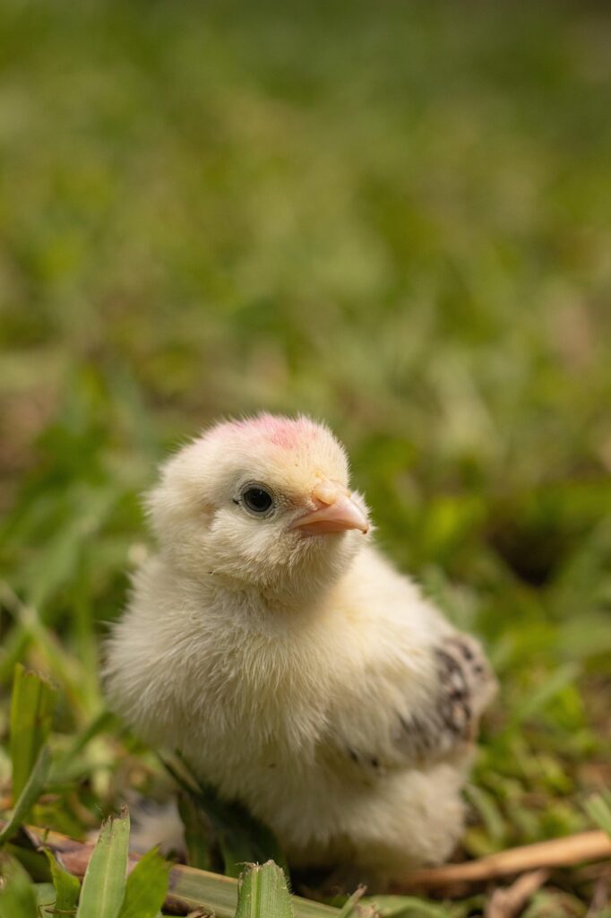 chick, chicken, bird, animal, nature, farm, poultry, farm animal