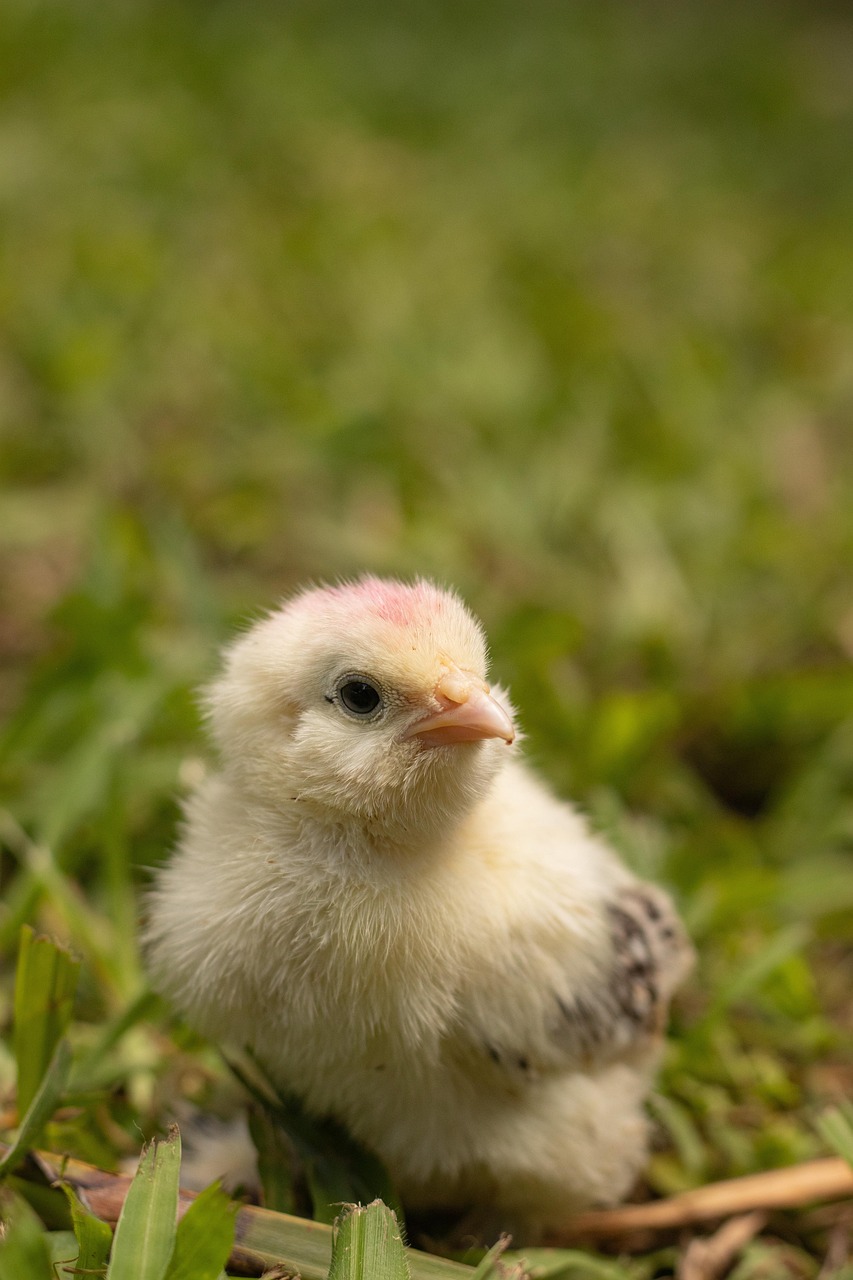 chick, chicken, bird, animal, nature, farm, poultry, farm animal