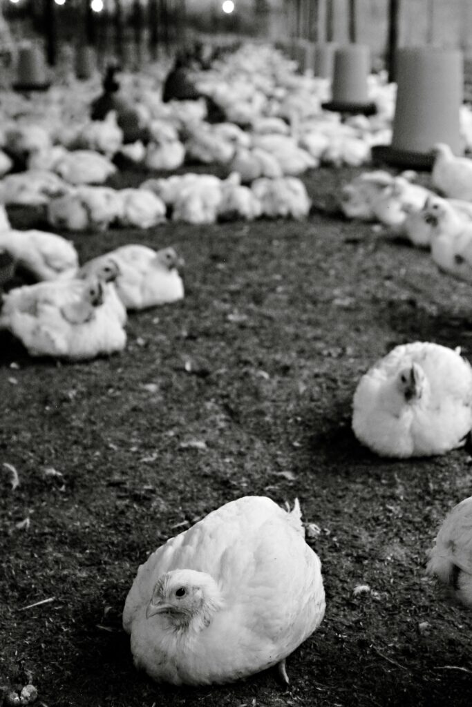 Black and white photo of chickens in an indoor poultry farm in Ecuador, highlighting livestock farming.