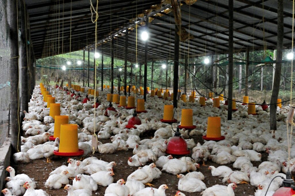 Indoor view of a large chicken farm in Ecuador, showcasing feeding stations and poultry in a spacious barn.