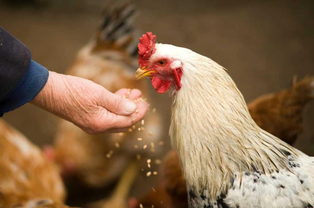 Best Poultry Farm in Haryana